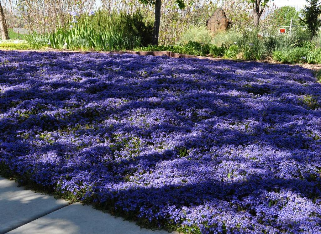 Weed control: groundcovers Best Practice: Groundcover