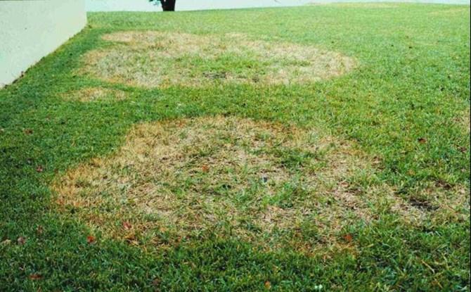 5 Continue to irrigate as needed to prevent drought stress. Apply ½ to ¾ of water when lawn shows signs of drought.