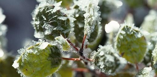 Transplants can also be set out now, but be prepared to protect them against frost or freeze. The Plant It and Forget it Approach to Winter Gardening by Norma Samuel, Ph.D.