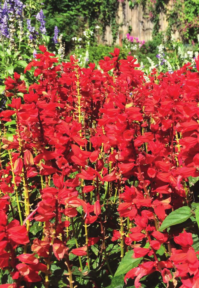 Salvia Mojave Red Improved We have had several Salvia splendens varieties in recent years, so it was good to see one as