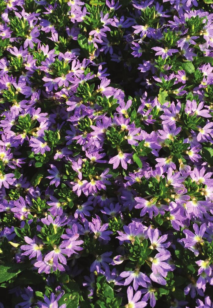 The plants quickly grew into a compact mass of light violet fan-like blossoms.