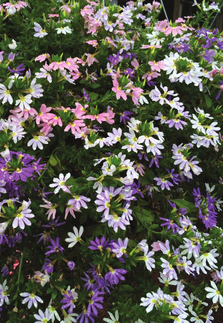 Trixi Fairy is a combination pot comprised of blue, pink, bicolor, and white Scaevola. The combination was absolutely perfect all summer.