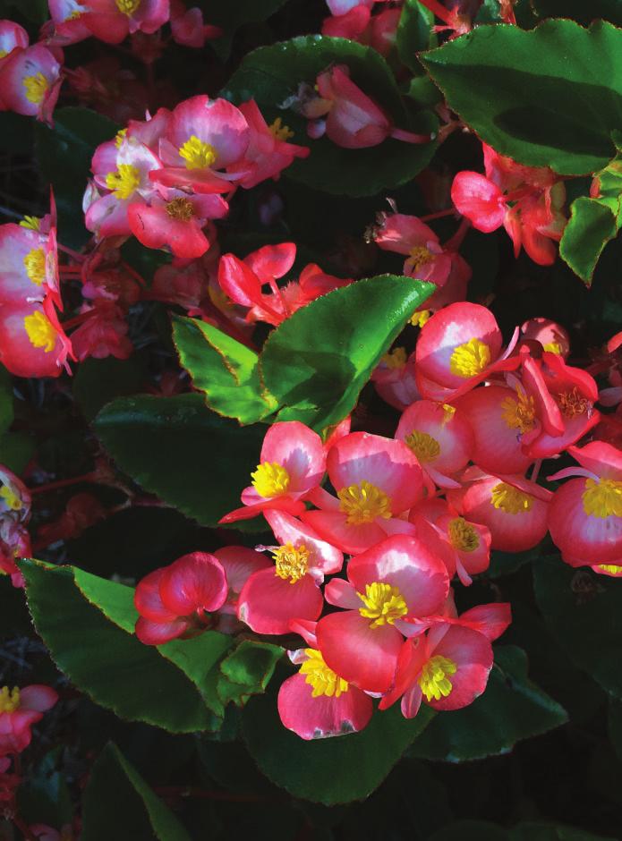 Classic City Award Winners For 2015 Begonia Baby Wing Bicolor Caladium Debutante Many of our begonias performed well this summer;