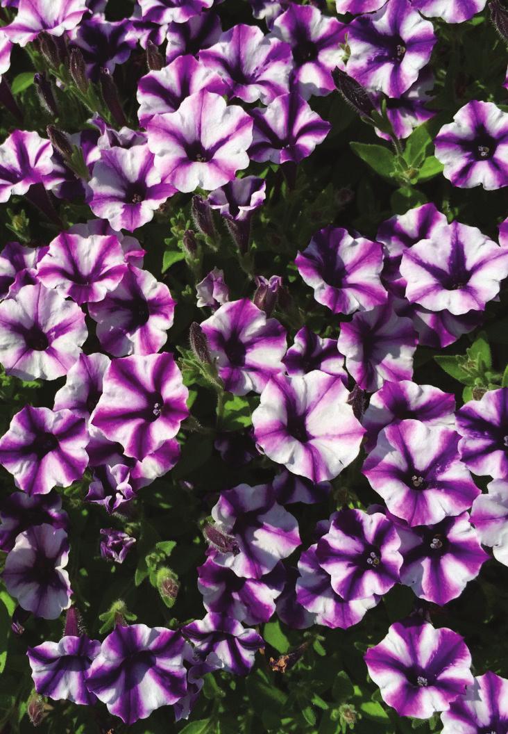 Petunia Supertunia Violet Star Charm For years, Proven Winners has produced many fabulous petunia varieties that have done well in our trials.
