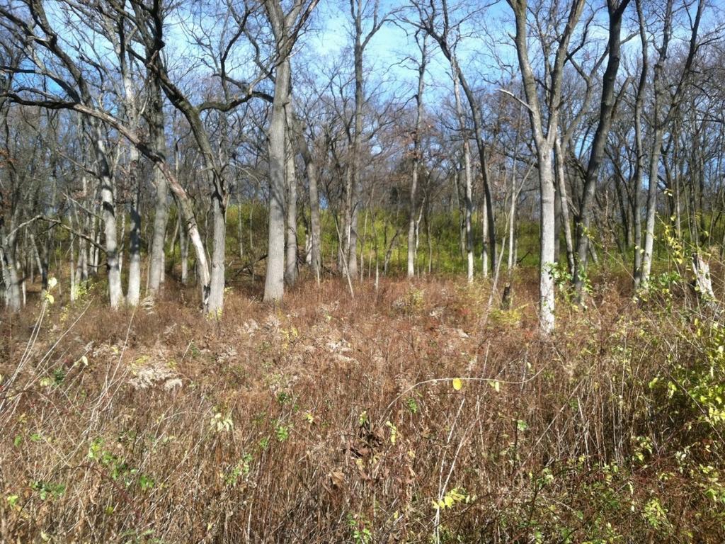 the thickets enough to top kill the shrubs. Fire top kills honeysuckle, but does not kill the root. We have burned our Bennett woods unit annually for about a dozen years.