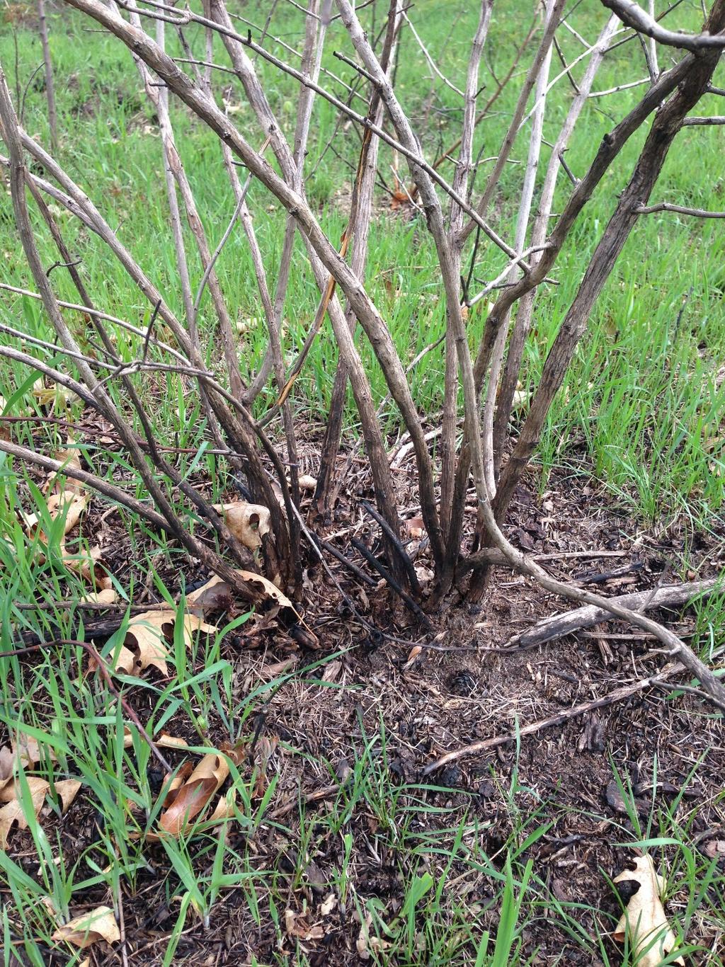 What would a lifeless honeysuckle look like? The photo below shows a plant that died from a herbicide application. Dead stems, no re-sprouts. Fire does not kill honeysuckle.