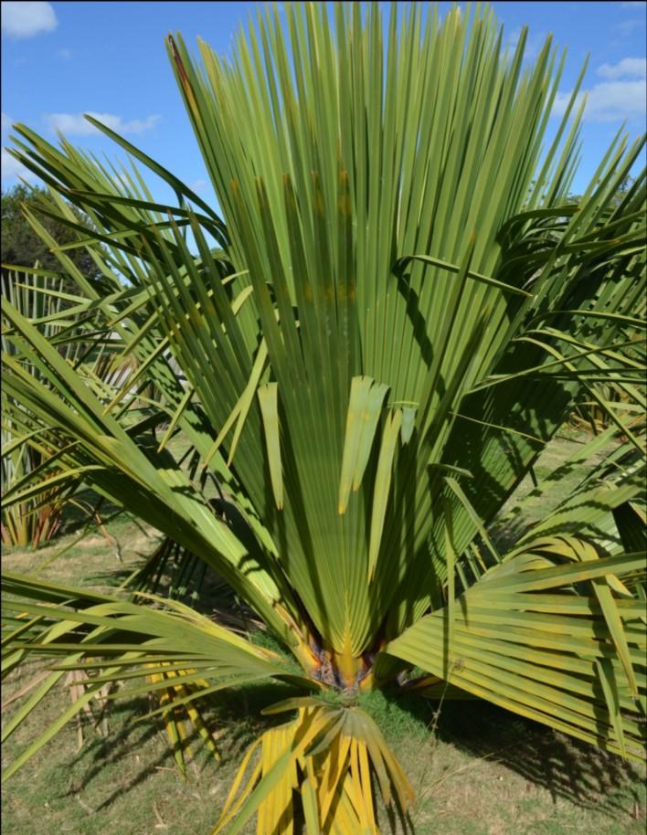 FEATURED THIS MONTH: Copernicia rigida by Charlie Beck Copernicia rigida is a palm native to central and eastern Cuba. It grows on savannas, open pinelands, and serpentine scrub.
