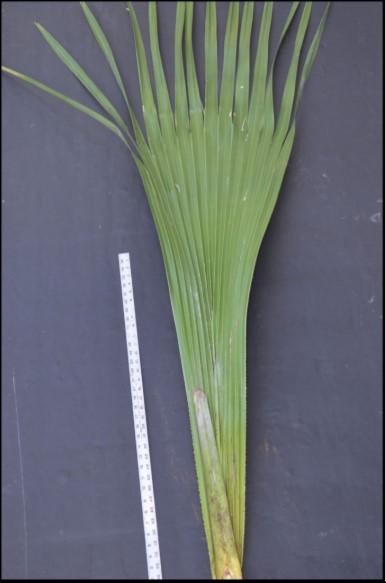 macroglossa but instead of semicircular leaves it grows narrow leaves which resemble slender cuts of pie. The leaves are so tightly whirled, the crown resembles a shuttlecock.