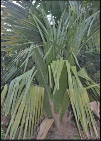 Its leaves form a very effective trap for small animals, which die and rot there, providing nutrients for the plant. This palm is reported to be less cold hardy than C.