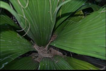 The footprint of this palm is only 6 in diameter, so it s a good palm for a small garden. This palm is quite rare in cultivation but it is occasionally available at palm sales C.