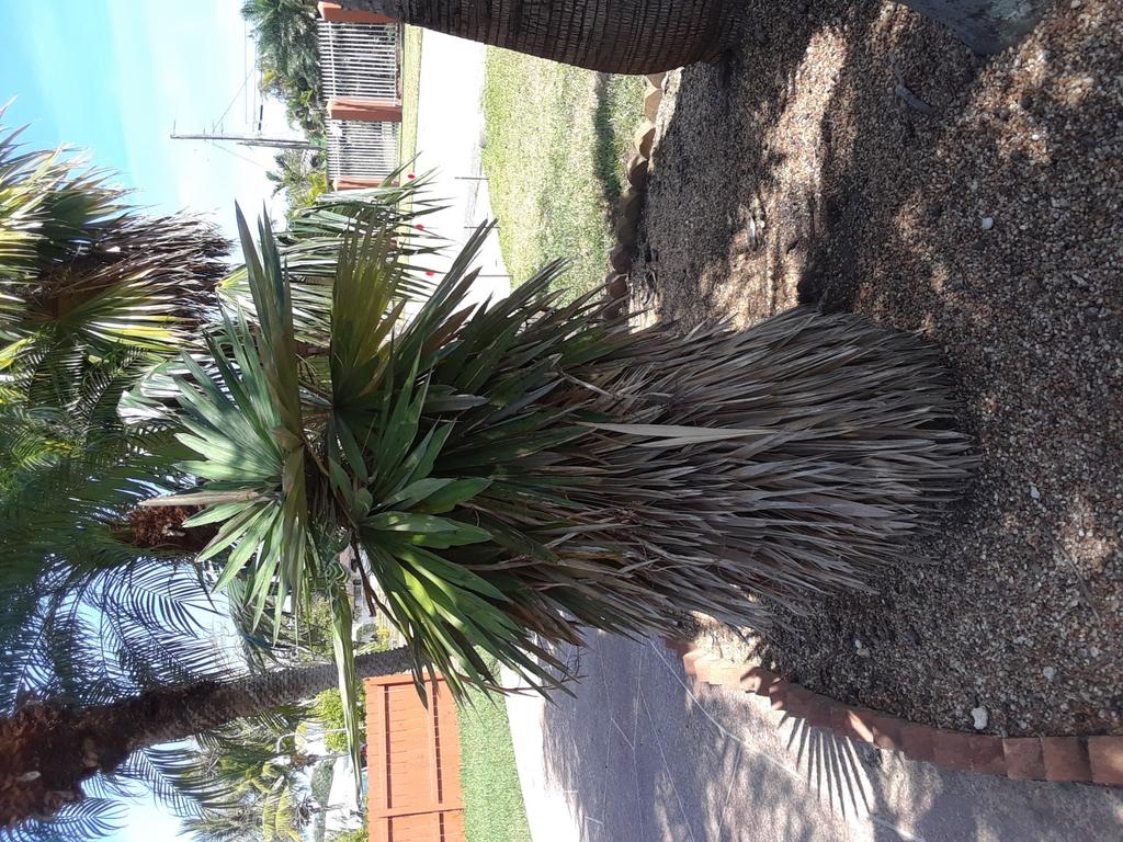 I took chemistry my sophomore year and our class project was to grow palms trees using different fertilizers and recording the differences in growth.