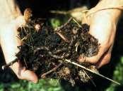 Slide 37 Benefits of compost Promotes soil health Supplies organic matter to soil Attracts earthworms Stimulates beneficial soil microorganisms Increases soil
