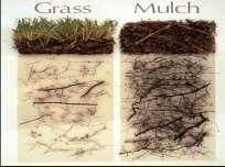 Slide 45 Benefit of mulch Tree and shrub roots grow best under organic mulch.