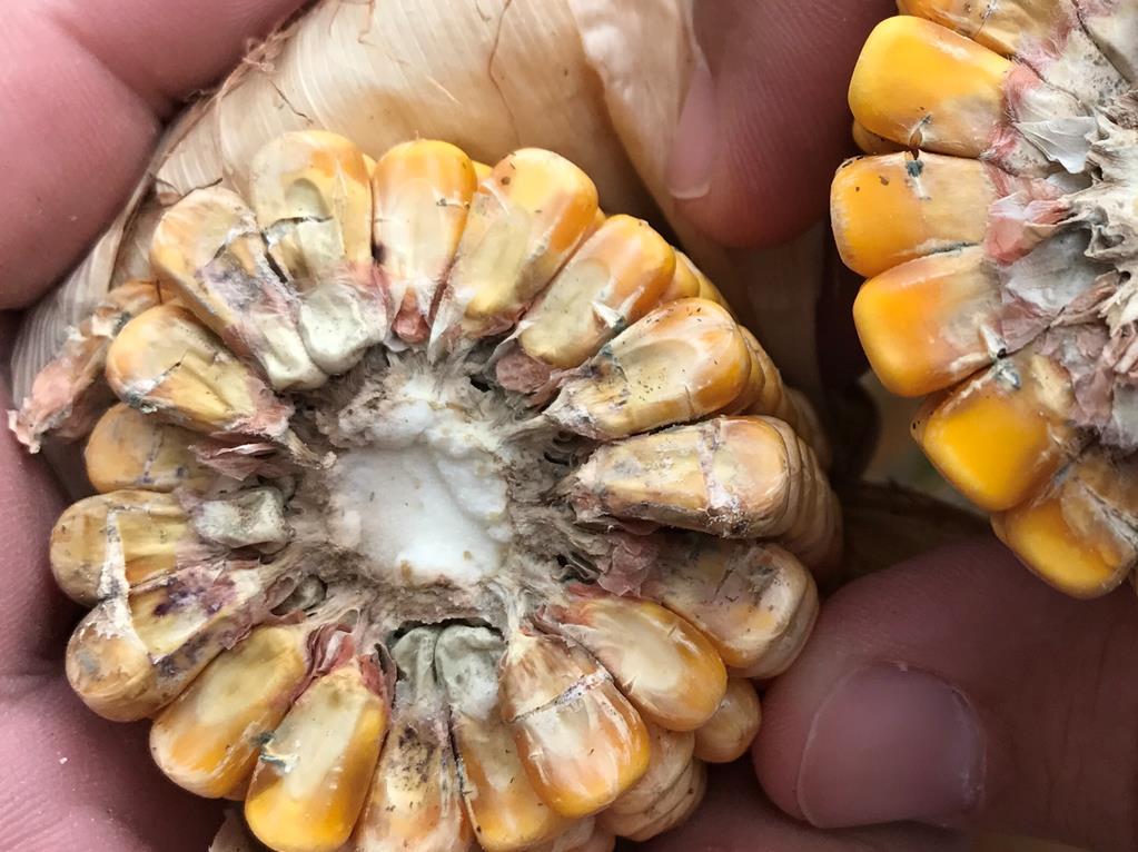 Kernel Integrity Early planted, early maturing hybrids planted early can be prone to kernel splitting/silk cut 1.