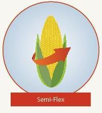 Fixed Ear (Determinate) Ear size not easily changed Plant at higher