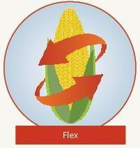 Semi-flex Ear Less flex than true flex Maintain size at higher population