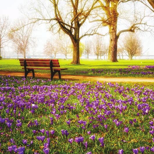 Remember to: Have signage about the purple crocus in bloom and Rotary (see Signage Rotary Club Briefing and the links to the suggested Signage templates within it).