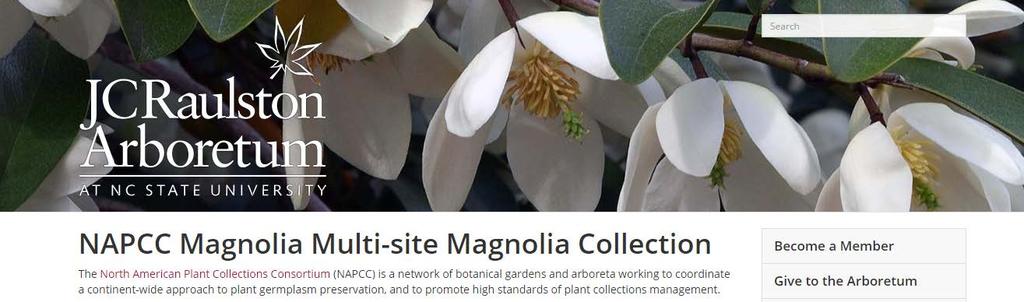 https://jcra.ncsu.edu/horticulture/napcc-collections/magnolias/index.php 2.