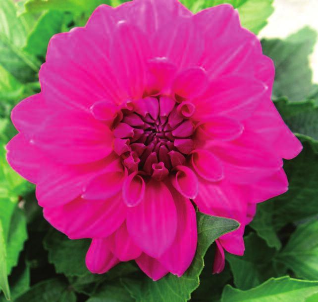 Awesome Annuals Your landscape is a canvas and blooming annuals are the paint!
