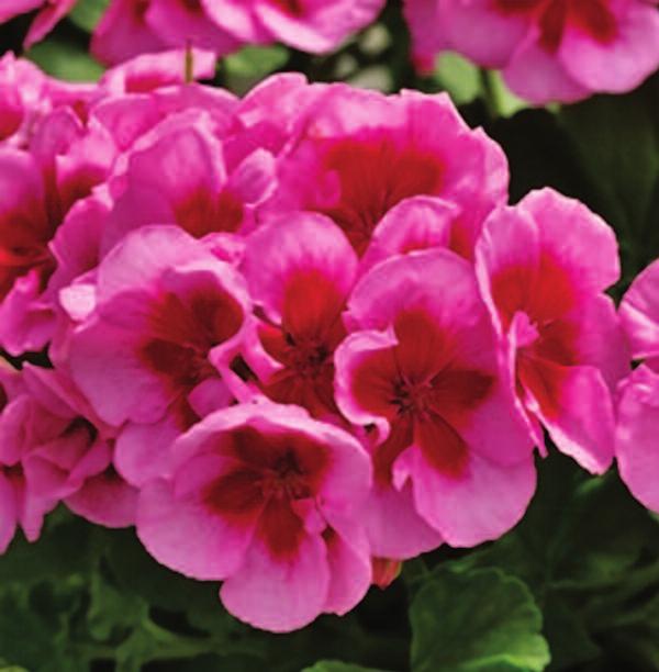 endless variety of blooms and foliage - the combinations with perennials and shrubs are limitless.