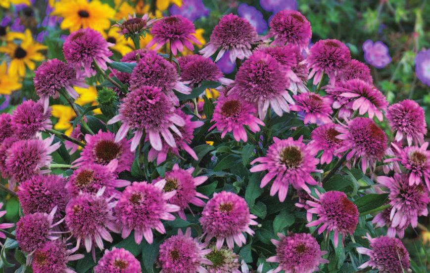 Perfect Perennials With new varieties coming out every year passionate gardeners can t seem to get enough!