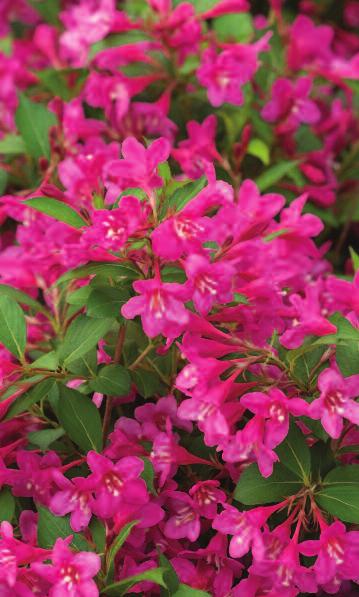 Sure-fit Shrubs Bloom Time: Spring-Fall Height/Spread: 0 cm While older shrubs often become large over time requiring regular