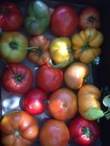 Food Production From May through December we planted and harvested a