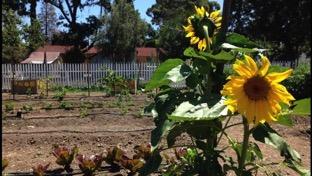 Sunflower Hill Gardens 2015 Report Overview Sunflower Hill Gardens at Hagemann Ranch is a one- acre farm designed to provide educational/ vocational horticulture opportunities to special needs