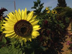 2016 Plans for Sunflower Hill Gardens Sunflower Hill Gardens at Hagemann Ranch is an important component of the Sunflower Hill organization.