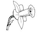 Section 5 - Other Spring Bulbs One Bowl, Pan or Pot not exceeding