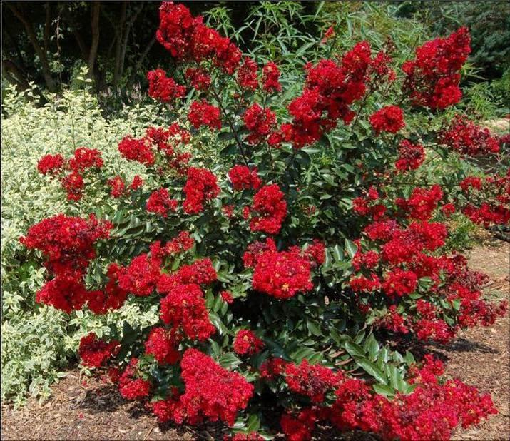 Crape Myrtle Red Rooster Lagerstroemia indica Red Rooster - Piilag III 8-10 tall; 5 wide Moist well drained soil Brilliant red flowers. Foliage emerges maroon and changes to green.