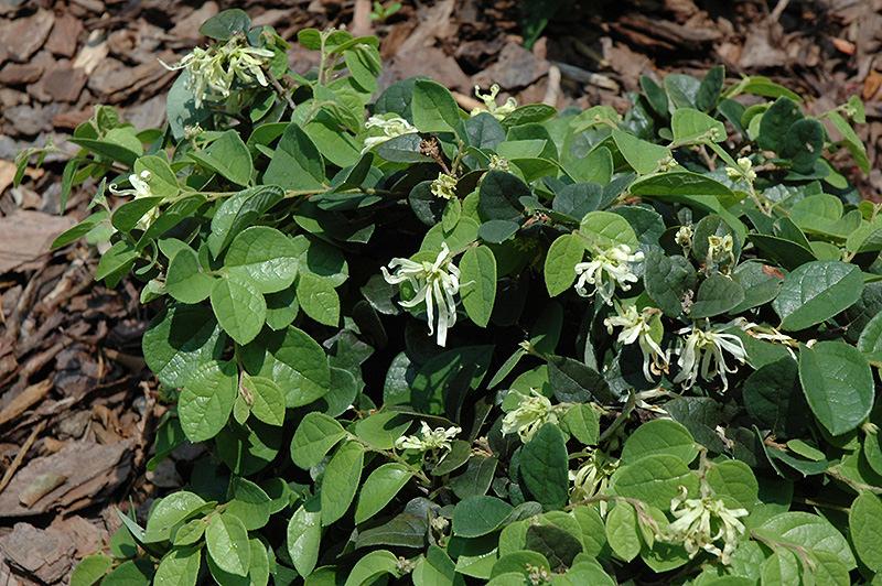 Loropetalum Emerald Snow Loropetalum chinense 'Shang-White' Fringe flower 3-4 tall and wide Evergreen Emerges in the spring with bright lime-green foliage,