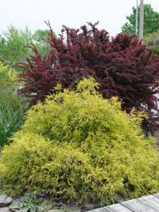Gold Mop Cypress Chamaecyparis pisifera 'Golden Mop' 3 tall and 4 wide Evergreen Compact mounding shrub Regular watering, until
