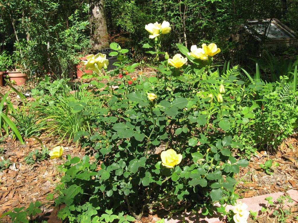 Rose Carefree Sunshine Rosa Carefree Sunshine - Radsun 3-4 tall; 3-4 wide Abundant clusters of large fragrant yellow blooms & orange