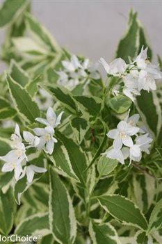 Variegated Deutzia Deutzia gracilis Creme Fraiche - Mincream Green & white variegated foliage with white flowers in
