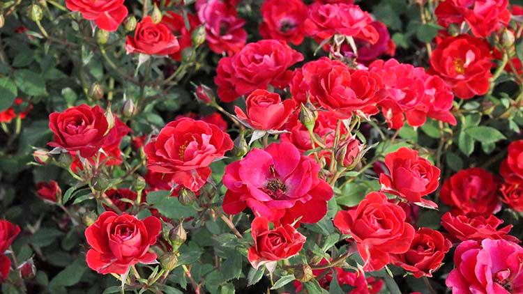 12-24 tall; 12-18 wide Compact shrub rose is long-flowering and performs well in heat and humidity Exceptional disease