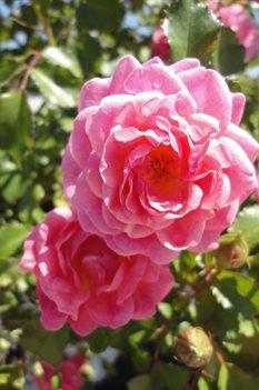 Rose-Sweet Drift Rosa Sweet Drift Meisweetdom PPAF 18 tall; 24 wide Clear pink double flowers in clusters