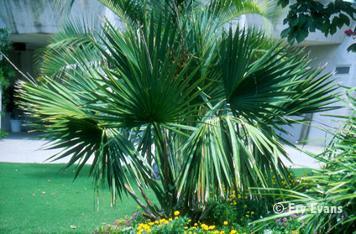 Sabal Palm Sabal Minor 5-8 tall; 3-6 wide Swamp palmetto, Dwarf