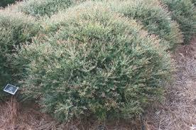 Holly Dwarf Yaupon Bordeaux Ilex vomitoria Bordeaux-Condeaux 3-4 tall and 4-6 wide Well drained soil Drought and