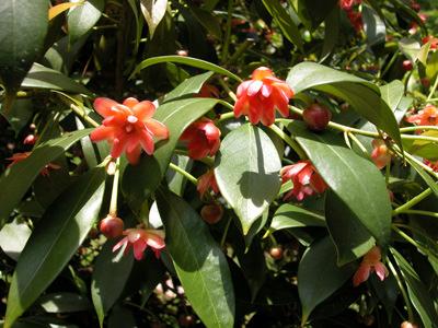 Henry Anise Tree Illicium henryi 8-15 tall; 3-5 wide Well drained, moist soil Evergreen foliage- dense pyramidal form and shade