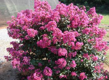 6-10 tall and wide Moist well drained soil Crape Myrtle Plum Magic Lagerstroemia Plum Magic Produces masses of fuchsia pink blooms in rich, true colors on compact to