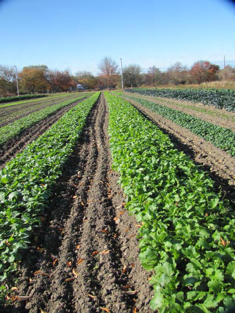 Our winter growing begins with fall greens production out in the fields.