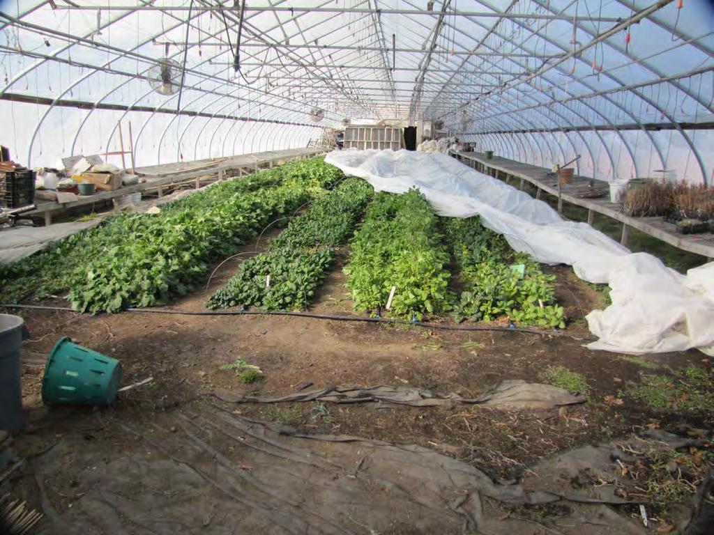 Same Greenhouse January 26, 2013. Two layers of Covertan P19 are good to 18 degrees.