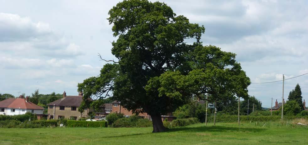 These include several mature trees, and two mature hedgerows which form the boundaries between the two separate fields which comprise the application site. c MP.7 Porth House PLEASAT CLOSE MOUT 00.