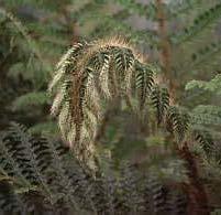 leathery fronds