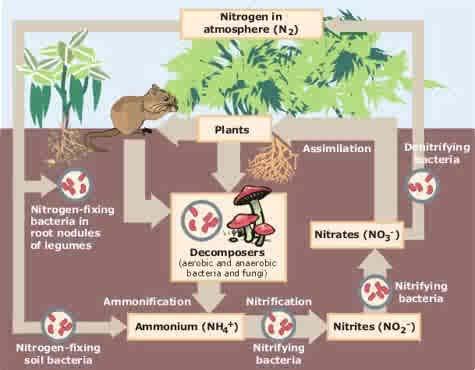 Nitrogen Nitrogen under goes a cycle in environment N is essential building block of plants.