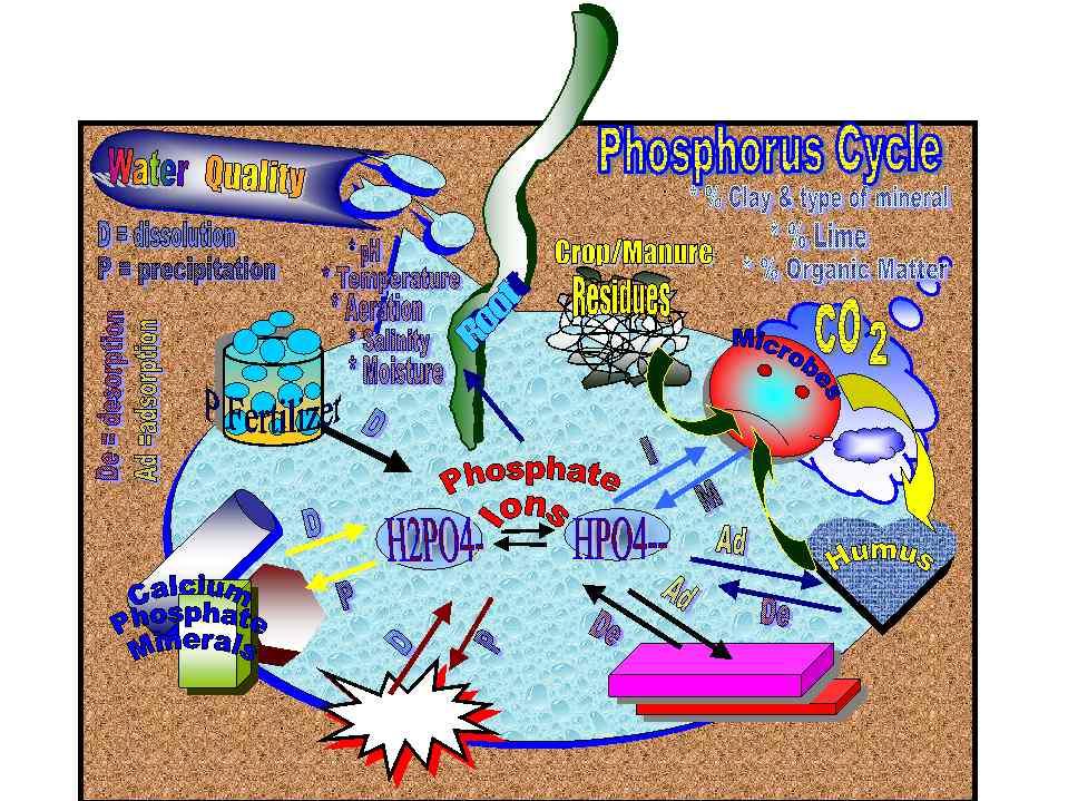 Phosphorous (P) Plants use phosphates Phosphates can be pollutants Most soils contain large amounts of P but not in forms