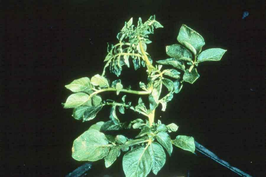 Phosphorous Phosphorous deficiency Symptoms: Slight stunting of the plant, older leaves will be, and undeveloped root