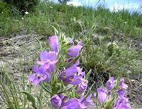 or area Plants native to Montana are those that were here before the Euro/American settlement Ecologically balanced with other plants, pests and predators