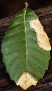 Yellow or brown leaf tissue UC